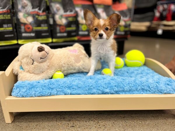 Papillon-DOG-Male-Red White / Sable-1388-Petland Nashville, Tennessee