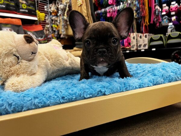 French Bulldog-DOG-Male-Brindle-1397-Petland Nashville, Tennessee