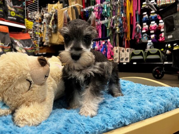 Miniature Schnauzer-DOG-Male-Black / Silver-1400-Petland Nashville, Tennessee