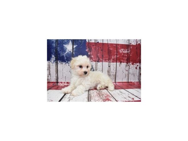 Havapoo-DOG-Male-White-1409-Petland Nashville, Tennessee