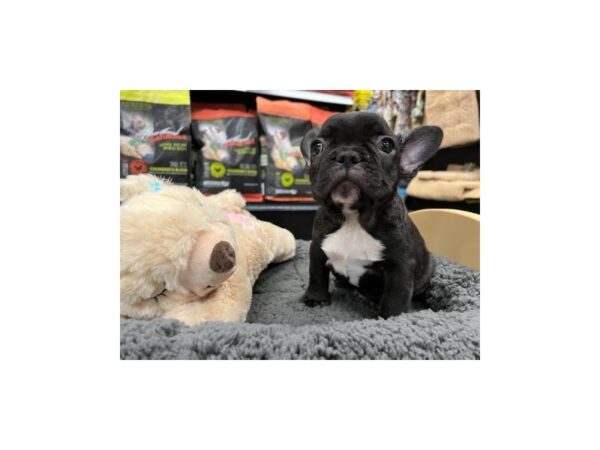 French Bulldog DOG Male Brindle 1406 Petland Nashville, Tennessee