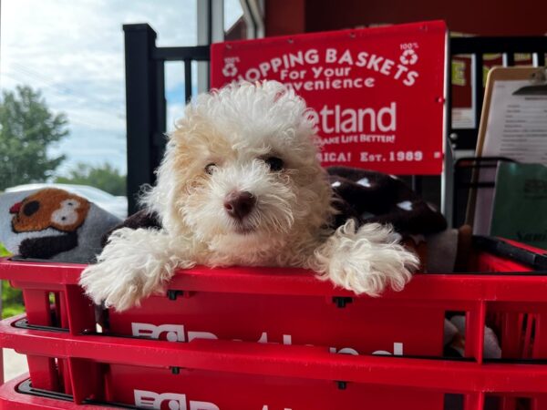 Toy Poodle-DOG-Female--1414-Petland Nashville, Tennessee
