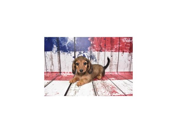 Dachshund DOG Female Red 1426 Petland Nashville, Tennessee