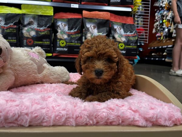 Cavapoo DOG Female Red 1428 Petland Nashville, Tennessee