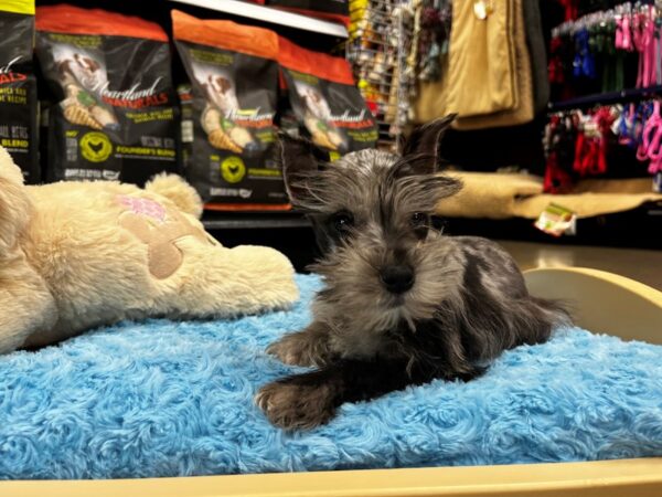 Miniature Schnauzer DOG Male Merle 1425 Petland Nashville, Tennessee