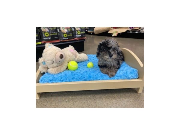 Miniature Bernadoodle DOG Female 1420 Petland Nashville, Tennessee