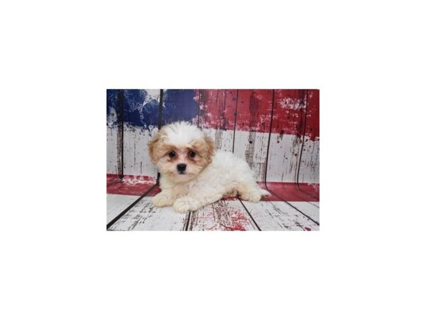 Shih -Poo DOG Male Apricot 1448 Petland Nashville, Tennessee