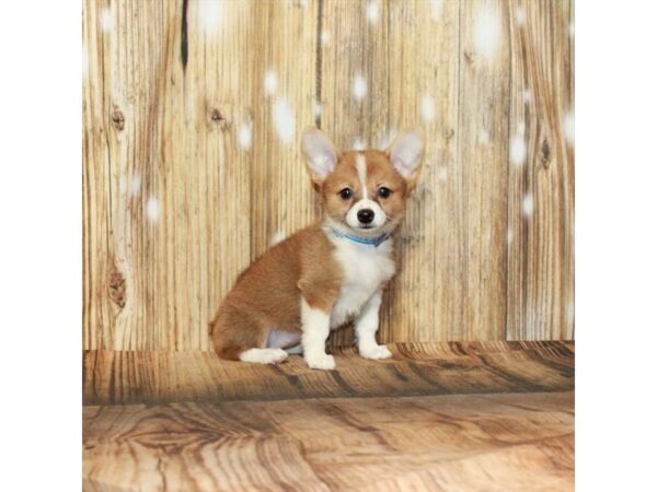 Pomeranian/Pembroke Welsh Corgi-DOG-Female-Red Sable-1455-Petland Nashville, Tennessee