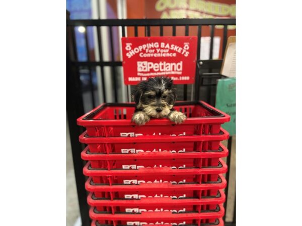 Yochon DOG Female Black / Tan 1459 Petland Nashville, Tennessee