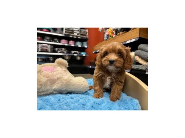 Cavapoo DOG Male Red 1462 Petland Nashville, Tennessee