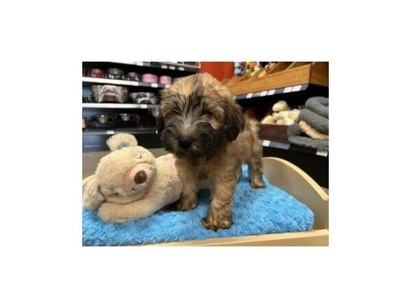 Soft Coated Wheaten Terrier-Dog-Male-Wheaten-1454-Petland Nashville, Tennessee