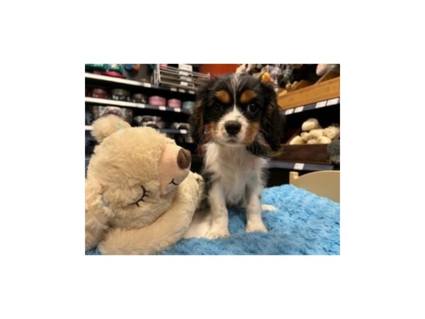 Cavalier King Charles Spaniel DOG Male Black and Tan 1450 Petland Nashville, Tennessee