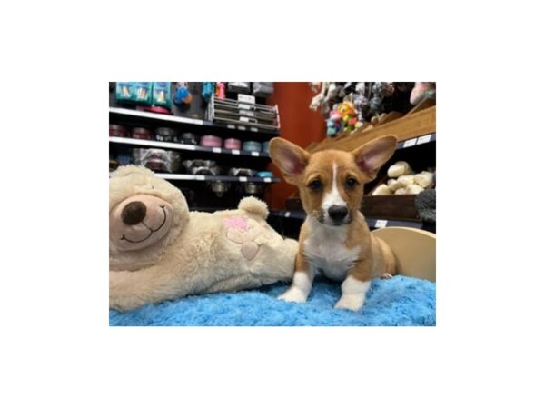 Pembroke Cardigan Corgi DOG Male Red and White 1446 Petland Nashville, Tennessee