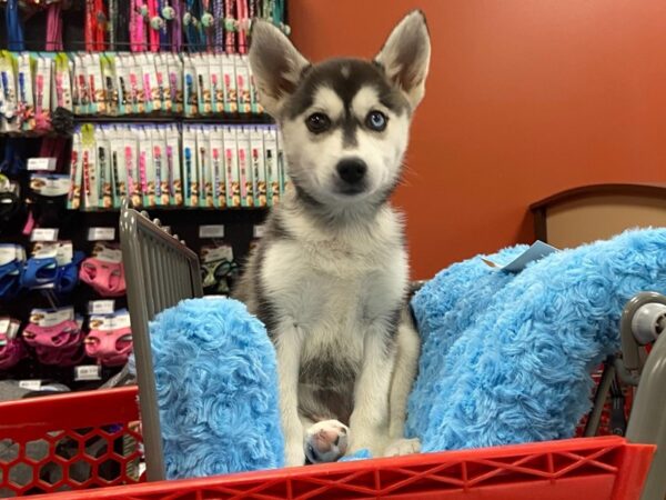 Siberian Husky/Alaskan Klee Kai DOG Female 1465 Petland Nashville, Tennessee