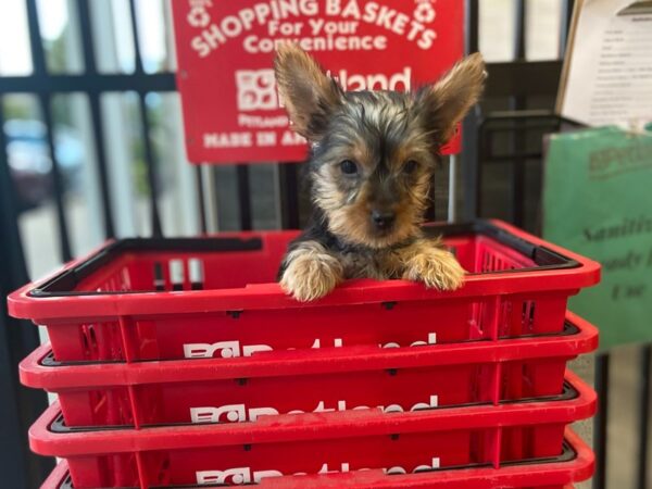 Silky Terrier-DOG-Female-Silver Black and Tan-1445-Petland Nashville, Tennessee