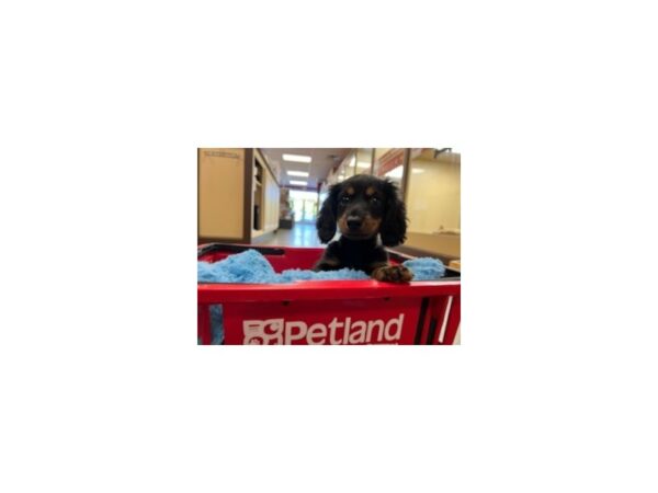 Dachshund-DOG-Male-Black and Tan-1471-Petland Nashville, Tennessee