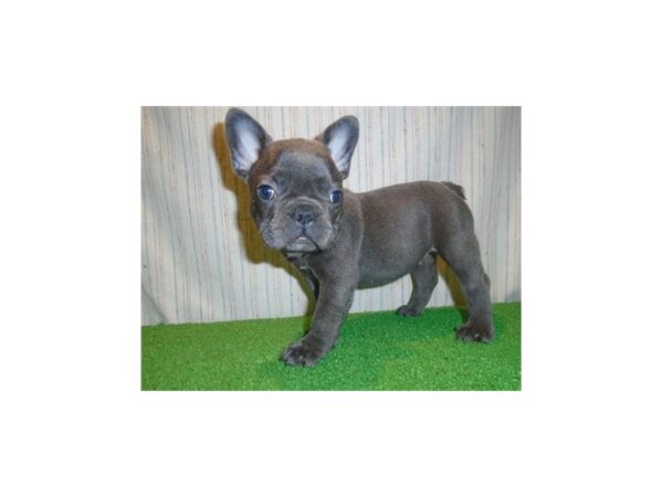 French Bulldog-Dog-Male-Blue-1488-Petland Nashville, Tennessee