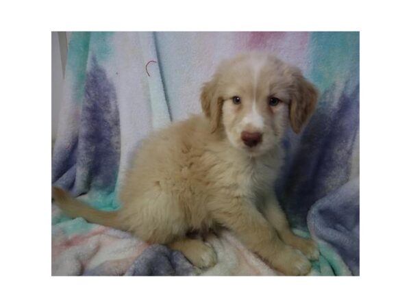 Standard Goldendoodle Dog Male Golden 1490 Petland Nashville, Tennessee