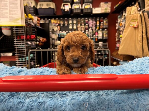 Cavapoo F1 DOG Male Red 1496 Petland Nashville, Tennessee