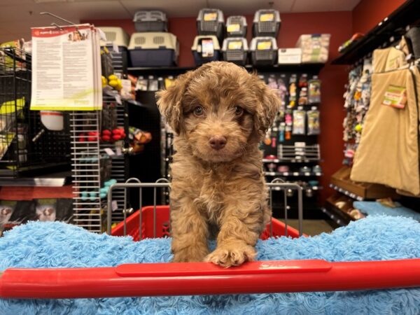 Golden Doodle-DOG-Male--1499-Petland Nashville, Tennessee