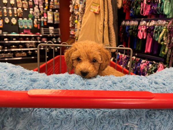 Golden Doodle DOG Female 1500 Petland Nashville, Tennessee