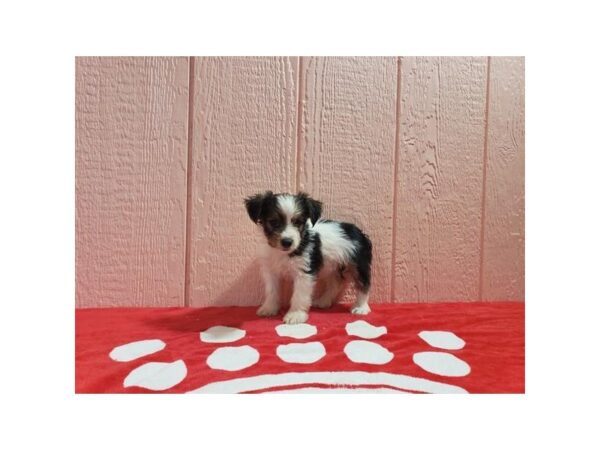 Yorkshire Terrier-DOG-Female-Sable-1529-Petland Nashville, Tennessee