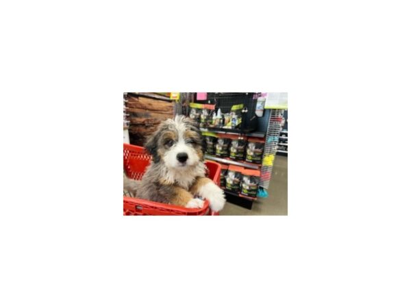 Bernedoodle DOG Male Blue Merle 1508 Petland Nashville, Tennessee