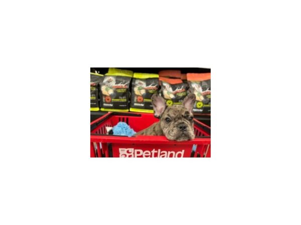 French Bulldog-Dog-Male-Merle-1527-Petland Nashville, Tennessee
