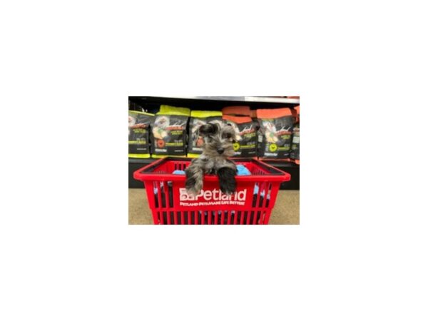 Miniature Schnauzer DOG Female Blue Merle 1522 Petland Nashville, Tennessee