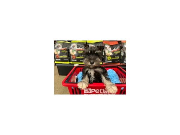 Miniature Schnauzer-DOG-Female-Black / Silver-1518-Petland Nashville, Tennessee