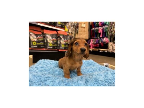 Dachshund DOG Male Red 1515 Petland Nashville, Tennessee
