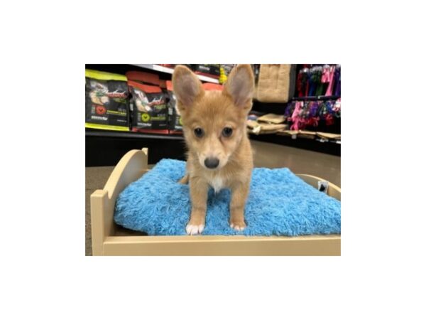 Pomeranian/Pembroke Welsh Corgi DOG Female Red Merle 1456 Petland Nashville, Tennessee