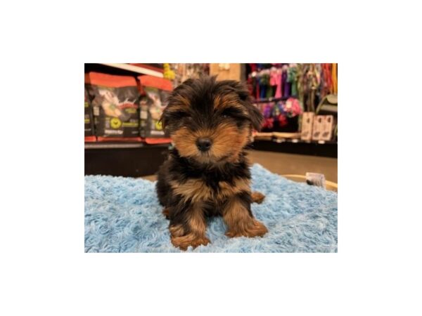 Yorkshire Terrier DOG Male Black and Gold 1511 Petland Nashville, Tennessee