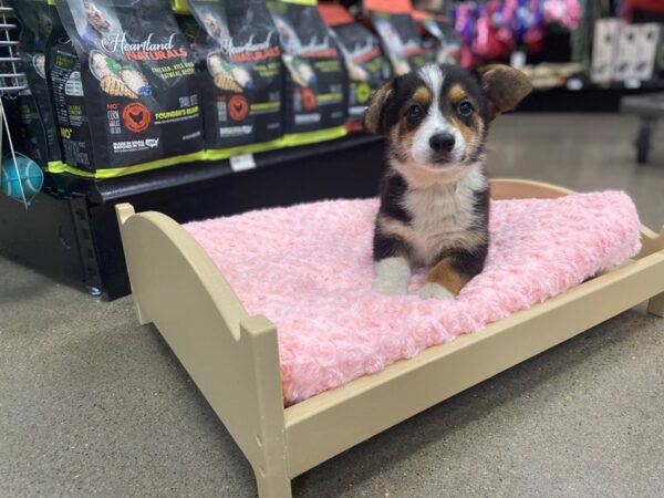 Mini Auggie DOG Male Black White / Tan 1545 Petland Nashville, Tennessee