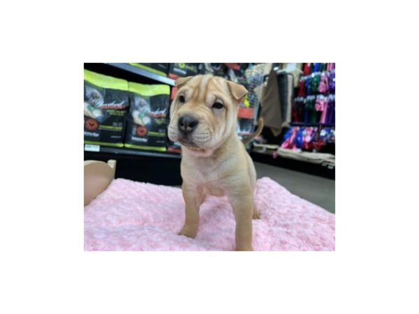 Chinese Shar-Pei-Dog-Female-fawn-1572-Petland Nashville, Tennessee