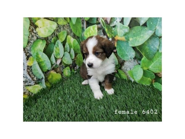 English Shepherd Dog Female Tri-Colored 1584 Petland Nashville, Tennessee