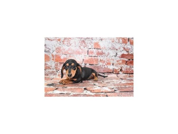 Dachshund-Dog-Female-Black and Tan-1504-Petland Nashville, Tennessee