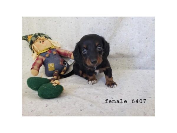 Dachshund-Dog-Female-Black / Tan-1578-Petland Nashville, Tennessee