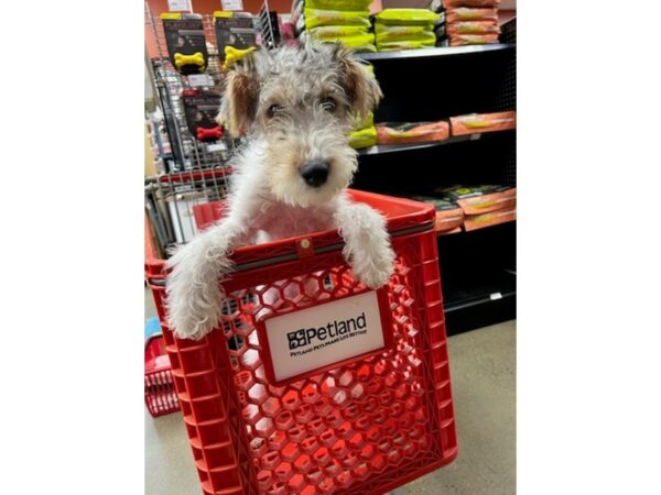 Wire Fox Terrier-Dog-Male-White Black / Tan-1568-Petland Nashville, Tennessee