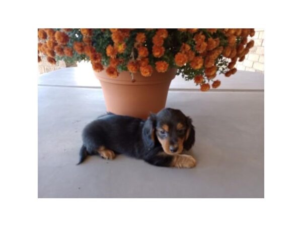 Dachshund-Dog-Male-Black / Tan-1598-Petland Nashville, Tennessee