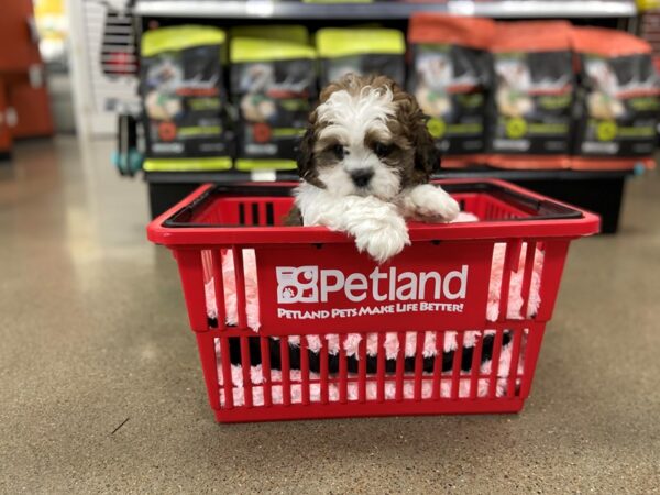 Shih Tzu/Teddy-Dog-Male--1602-Petland Nashville, Tennessee