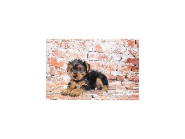Yorkshire Terrier Dog Male Black and Tan 1614 Petland Nashville, Tennessee