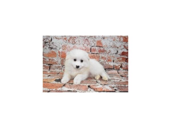 American Eskimo-Dog-Male-White-1615-Petland Nashville, Tennessee