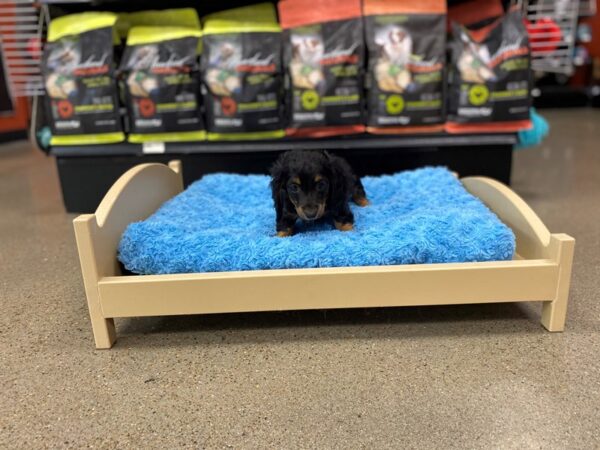 Dachshund-Dog-Female-Blk / Tan-1618-Petland Nashville, Tennessee