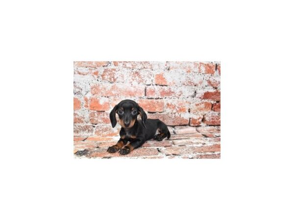 Dachshund-Dog-Female-Black and Tan-1627-Petland Nashville, Tennessee
