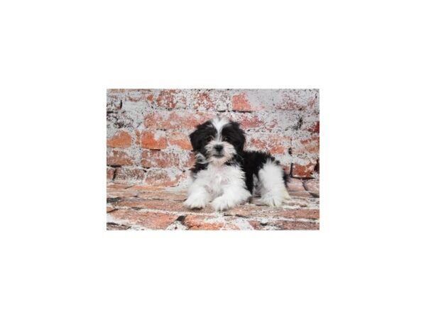 Mal-Shi Dog Male Black and White 1641 Petland Nashville, Tennessee