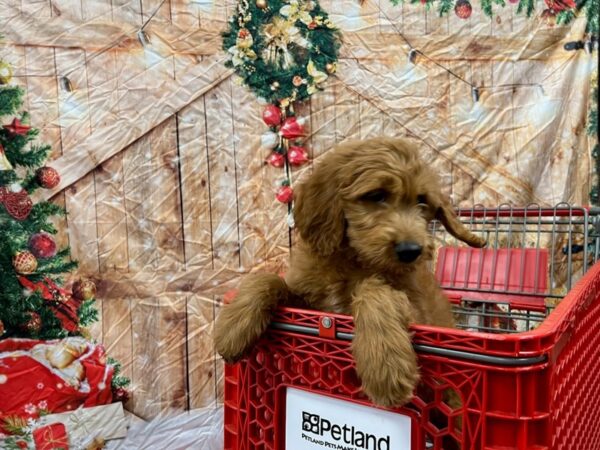 Goldendoodle-Dog-Female-Dark Golden-1642-Petland Nashville, Tennessee