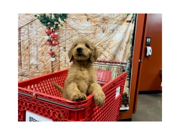 Goldendoodle-Dog-Male-Dark Golden-1643-Petland Nashville, Tennessee