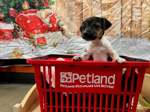 Jack Russell Terrier-Dog-Female-Black / White-1661-Petland Nashville, Tennessee