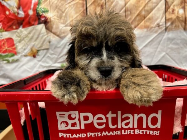 Maltese/Miniature Australian Shepherd-Dog-Male-Blue Merle-1654-Petland Nashville, Tennessee
